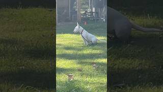 3 Month Old Bull Terrier Watching The Yard: I’m In Love With You And I’m Obsessed With You ❤️❤️🔥🔥