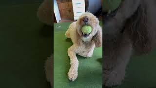 Funny dog video #dogs #goldenretriever