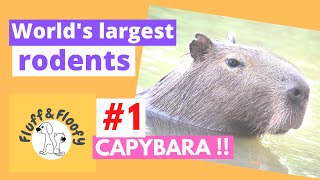 Capybara head scratch & hugging a human & in a shopping Mall! World's Biggest Rodent Comp1! #shorts