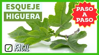 🌿 APRENDE Como hacer un ESQUEJE de HIGUERA 👍 FACIL y EFECTIVO - PASO a PASO ✔️ Como CORTAR y PLANTAR