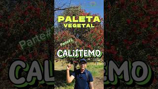 Calistemo🌳🌲Paleta Vegetal: Parte 2‼️👌🪴 #árboles #vivero #arboriculture #flores #flores #jardin