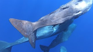 Sound of sperm whales 💙