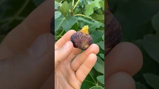 Noire de Bellone - Incredible Texture #fig #figtree #figboss #gardeningtips #fruittrees