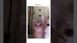 Baby kitten having some fun calling Omegle #cat #kitten #cute #kitty #catlover #music