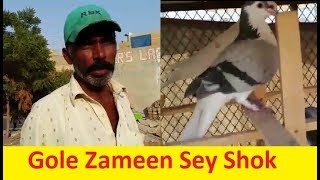 Aslam Bhai Pigeons || Zameen Sey Shok in Karachi City