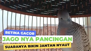 BETINA GACOR - PANCINGAN JANTAN