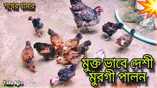 আমার শখের দেশে মুরগি গুলোকে আমি কিভাবে ছেড়ে পালন করি?💥 / মক্তভাবে দেশি মুরগি পালন পদ্ধতি।