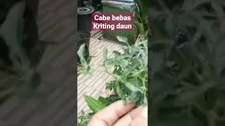 agar cabe bebas kriting daun