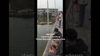 Surganya mancing ikan bandeng