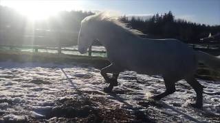 Bobo goes through thick mud with Cavallo Trek boots -  Sue Grice 2020