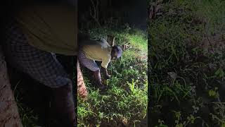 Bee keeping in night at our farm #beekeeping #nightlife #night #honeybee