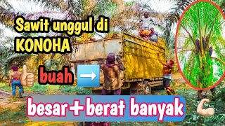 manfaat sawit unggul➡️kerja secepat kilat 14 ton 4 jam tembus💪🏻👍🏻#sawit #video #buahsuper #petani