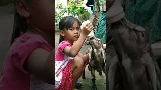 ANAK KAMBING NGEDOT