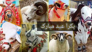 1.5 Lakh Se 2.5 Lakh ke bachre | qurbani 2024 | Aflatoon abaan | Afridi Cattle Farm 2024