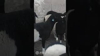 خرفان super 🐏الأصلية🥇 #سلالة_الدمان