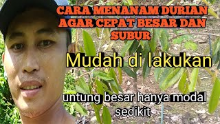 Cara menanam bibit Durian agar cepat besar dan Cepat berbuah@fransfamylichanel