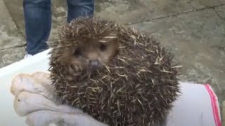 Rescue of a hopelessly injured hedgehog in the wild | Animal rescue compilation