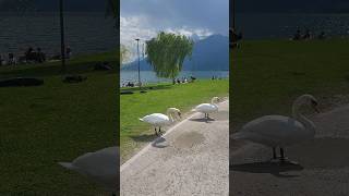 A stroll to remember, with feathered friends by our side in Switzerland ❤️