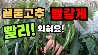 끝물고추 빨리 익게 하는 방법~ 고추빨리익는약, 고추빨리익게하는법, 고추 칼슘 영양제, chili (pepper)