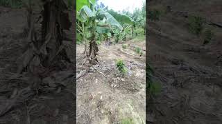 Perkembangan Alpokat Aligator & Miki Umur 8 Bulan #kebunalpukat #alpukatmiki #alpukataligator