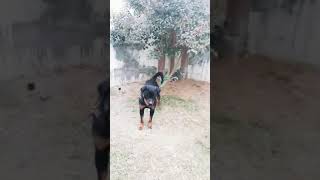 Rottweiler in Pakistan young dog 🐕