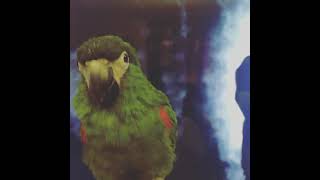 Funny And Smart Parrots #shorts #talkingparrot  #lovelybirds #parrorts #birds