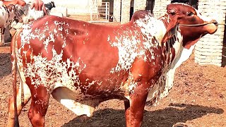 عزیز کیٹل فارم اینڈ پلائی سینٹر حاصل پور Aziz Cattle Farm and Palai Center Hashilpur