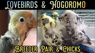 lovebird parrot baby | Hogoromo Parrot For Sale | Khan Birds Collection