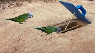 Amazing ' Bird Trap Unique made of boards : simple shorts Channel