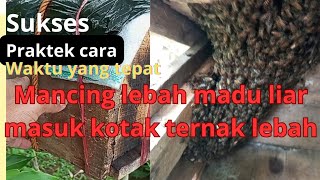 waktu dan cara mudah menjebak lebah masuk kotak!!langsung praktek