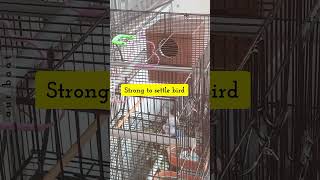 Fix PVC PIPES For Bird Sitting | Benefits | @FLAME-U |