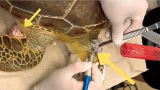 Saving Sea Turtles: Overcoming Nets, Barnacles, and Tumors