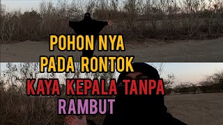 ANEH TAPI NYATA!!! Banyak pohon Tanpa daun  misteri pohon Tanpa godong Di(Saudi Arabi) & jeddah lll