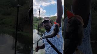 🔥angry snakehead fish trying to escape..👍🤩😱#fishinglife #shorts