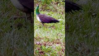 Mother Peahen & Peachicks #youtubeshorts #ytshorts #shortsfeed #shorts #shortsvideo #short #peacock