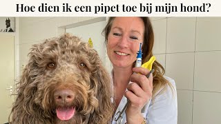 Hoe dien ik een pipet toe bij mijn hond? | Instructievideo