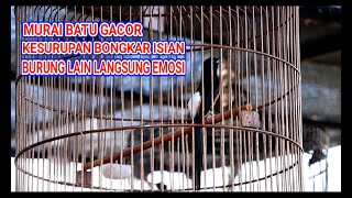 MURAI BATU Kesurupan Bongkar Isian Bikin Lawan Langsung Emosi