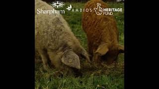 Mangalitsa pigs helping rewilding at Sharpham