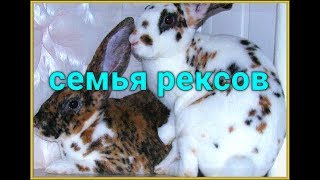 Семейство рексов