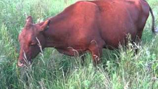 Wassledine Red Poll cattle grazing