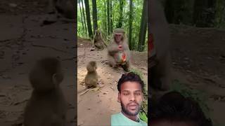 😄😁🤣 Cutis monkey # short video