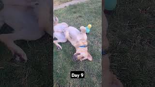 Day 9 until my dog gets 1k subscribers