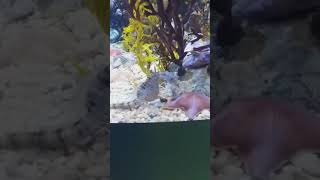 20180306 no plants! (Long Beach Aquarium)