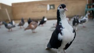 MY NEW CANON 550D || Cinematic video || PIGEON PLANET..