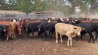 Canowie Cattle Co - 100 heifers