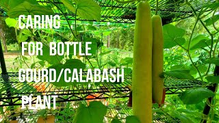 How to care for bottle gourd plant to get many harvest - 5 tips