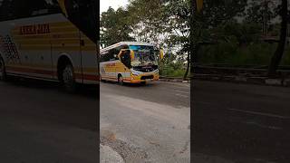 Bus Aneka Jaya Terbaru #shorts #busanekajaya #anekajaya #busjawatimuran #busjawatimur #busmania