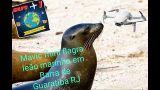 MAVIC MINI FLAGRA LEÃO MARINHO EM BARRA DE GUARATIBA