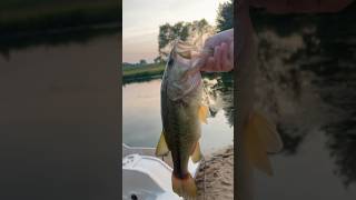 Got a nice bass on a live blue gill￼