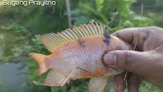 ngebolang ikan di kolam sendiri